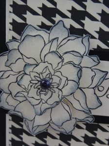 Close Up Peaceful Petals