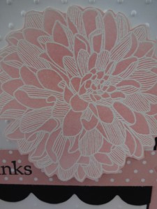 Dahlias Close up blushing bride